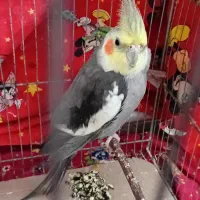 عروس هلندی|پرنده|اردبیل, |دیوار