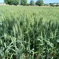 یک هکتار زمین کشاورزی دیوار به دیوار شهرک صنعتی|فروش دفتر صنعتی، کشاورزی، تجاری|سیلاخور, |دیوار