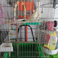 فروش عروس هلندی نر و ماده