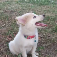 سگ نر شش ماهه