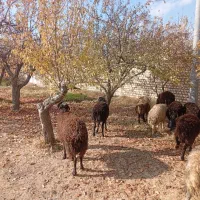 بره نر پرواری و کشتاری|حیوانات مزرعه|تهران, جوادیه|دیوار