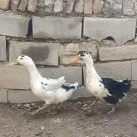 اردک