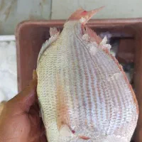 انواع ماهی دریایی رسید