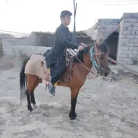 اسب مادیان ۵ ساله یورقه