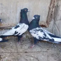 کفتر سینه سیاه معاوضه ای