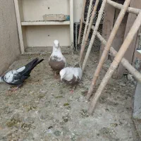 سینه دم سیاه ماده مست