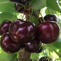 نهال گیلاس سیاه مشهد مناسب مناطق سردسیر