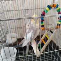 عروس هلندی|پرنده|قدس, شهرقدس|دیوار