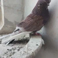 کفتر نوک قنار سرخ سرور آتشی