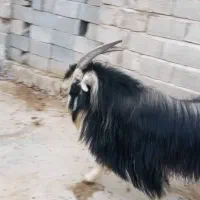 فروش گوسفند|حیوانات مزرعه|کردیان, |دیوار