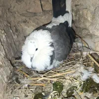 کبوتر|پرنده|جوادآباد, |دیوار