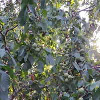 نهالستان گردو و بادام دیرگل و پربار پالیز|خدمات باغبانی و درختکاری|سلطانیه, |دیوار