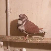 کبوترپرشی|پرنده|ماهدشت, |دیوار