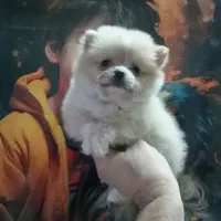 پامر، شی واوا، فرنچ بولداگ و پودل