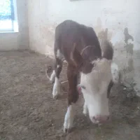 گوساله