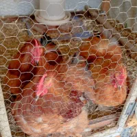 خروس کوشین بالغ (اصل)|حیوانات مزرعه|آمل, |دیوار