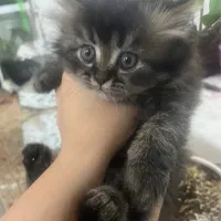 بچه گربه پرشین|گربه|یزد, |دیوار