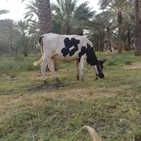 گاو ماده جوان