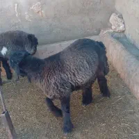 کوه قوچی نژاد دار|حیوانات مزرعه|کوهرنگ, |دیوار