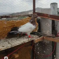 کله هفت رنگع نر معاوضه