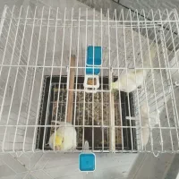 قفس پرنده با وسایل توش