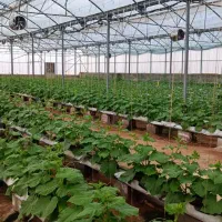 گلخانه مدرن هیدروپونیک