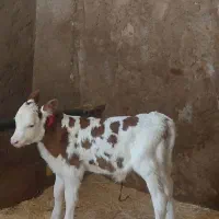 گوساله ماده مونتی بیلیارد‌.ادرس خود مراغه