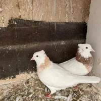 طوقی هفت رنگ لیمویی سبزکاکلی دم سیاه|پرنده|مشهد, ولیعصر (شهرک غرب)|دیوار