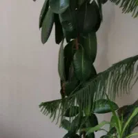 فروش 6 عدد گلدان فیکوس|گل و گیاه طبیعی|فردیس, فردیس|دیوار