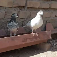 کبوتر|پرنده|ایرانشهر, |دیوار