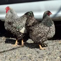 مرغ و خروس ویاندوت سیلور بیگ سایز