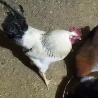 خروس چاق