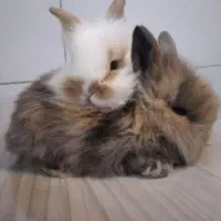 بچه خرگوش یک ماه