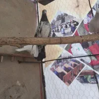 چند عدد کفتر|پرنده|قروه, |دیوار