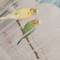 دو عدد مرغ عشق نر|پرنده|پارس‌آباد, |دیوار