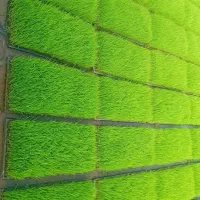 باکس توم هاشمی درجه یک