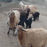 گوسفند|حیوانات مزرعه|هریس, |دیوار