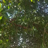 شراکت برا کاشت رامهرمزکنجد یاماش