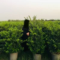 گل یاس هلندی،با کیفیت و سن۴ساله|گل و گیاه طبیعی|زرگرشهر, |دیوار