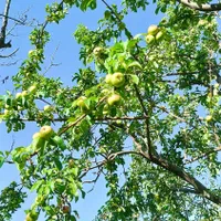 باغ ییلاقی در روستای اردمه|فروش زمین و ملک کلنگی|مشهد, کوی سیدی|دیوار