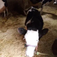 گوساله ماده|حیوانات مزرعه|الشتر, |دیوار