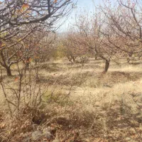 باغ سپیدار|فروش دفتر صنعتی، کشاورزی، تجاری|سپیدار, |دیوار