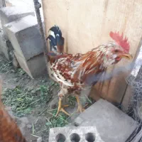 خروس جوان خوشگل وخوش آواز ومرغ گیر