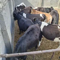 گوساله ماده چاق