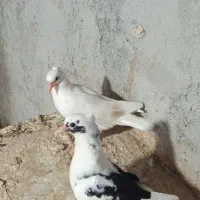 جوجه درجایی با یکی ماده درجایی|پرنده|میناب, |دیوار