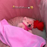 واگذاری سگ پامر دو ماهه نر|سگ|ملارد, |دیوار