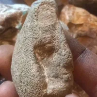 فسیل مرجان|کلکسیون اشیاء عتیقه|مبارکه, |دیوار