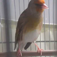 سهره قناری  سهره نر