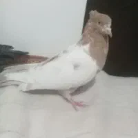 کبوتر شکار سینه ای