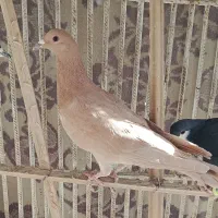 چند تا ماده رنگی